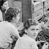 DONNA mondine delle noci, giovanissime, al lavoro sulla pulitura dal mallo. In primo piano una biondina guarda in macchina con un lieve sorriso. Qualiano (NA), 1955 circa. Fotografia di Ando Gilardi da ampio servizio.